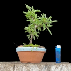 Crateus flor y fruto 9 años - Bonsaiqr