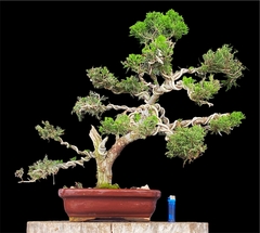 Juniperus chino 52 años - comprar online