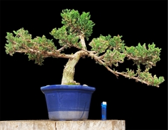 Juniperus enebro 46 años - comprar online
