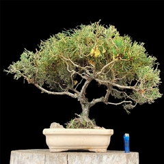 Juniperus disciplinado 43 años - comprar online