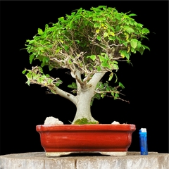 Celtis australis 69 años - comprar online