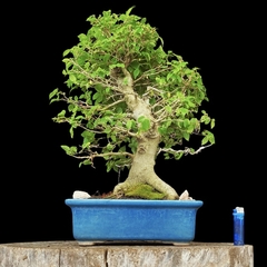 Celtis australis 46 años - comprar online