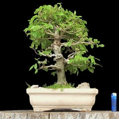 Celtis australis 39 años - comprar online