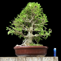 Celtis australis 73 años - comprar online