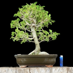 Celtis australis 32 años - comprar online