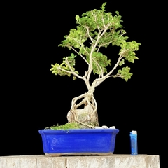 Duranta flor y fruto 31 años enraizada en piedra - comprar online