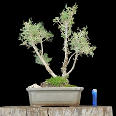 Juniperus azul 17 años