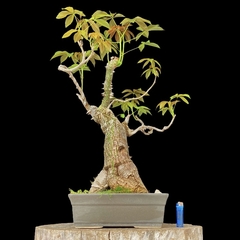Palo borracho flor 59 años - comprar online