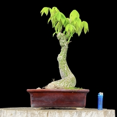 Palo borracho flor 27 años - comprar online