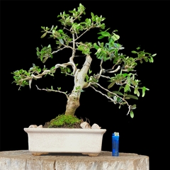 Olivo flor y fruto 31 años - comprar online