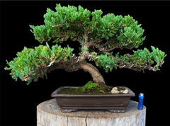 Juniperus enebro 66 años maceta japonesa - comprar online