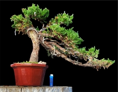Juniperus enebro 47 años - comprar online