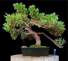 Juniperus enebro 58 años - comprar online