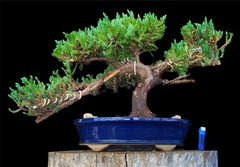 Juniperus enebro 61 años - comprar online