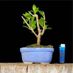 Ficus 7 años