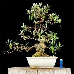 Olivo flor y fruto 41 años