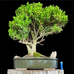 Buxus flor 62 años