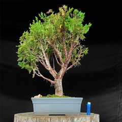 Juniperus chino disciplinado 37 años