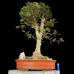 Acer tridente 57 años