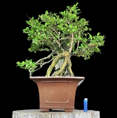 Crategus flor y fruto 73 años maceta japonesa