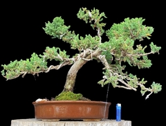 Juniperus enebro 43 años
