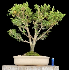 Buxus flor 26 años