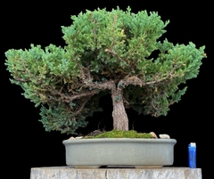 Juniperus enebro 40 años - comprar online