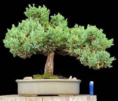 Juniperus enebro 41 años