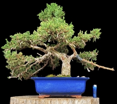 Juniperus enebro 77 años maceta china