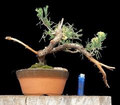 Juniperus disciplinado 16 años