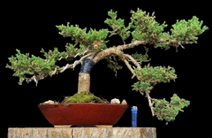 Juniperus enebro 47 años