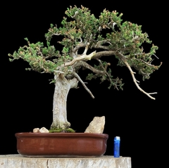 Juniperus enebro 53 años