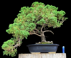 Juniperus enebro 79 años