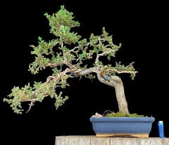 Juniperus enebro 41 años