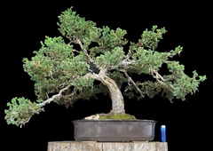 Juniperus enebro 69 años