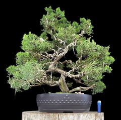 Juniperus chino 67 años