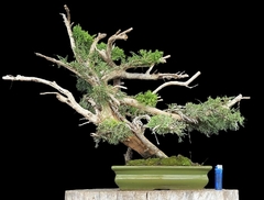 Juniperus chino 19 años