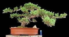 Juniperus enebro 63 años