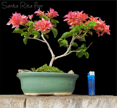 Santa Rita flor 19 años - comprar online