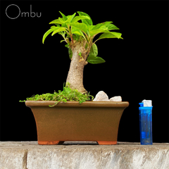 Ombu 14 años - comprar online