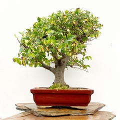 Celtis australis 69 años en internet
