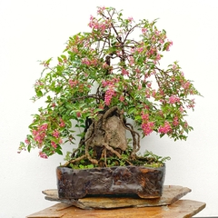 Malphigia flor y fruto enraizado en piedra 54 años