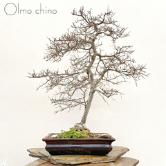 Olmo Chino 53 años en internet