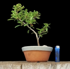 Crateus flor y fruto 9 años en internet