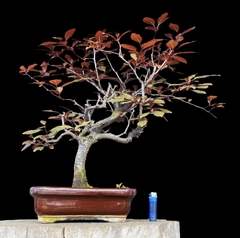 Ciruelo rojo flor y fruto 49 años