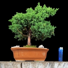 Juniperus enebro 19 años