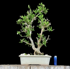 Arrayan flor 42 años