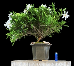 Jazmín blanco flor 37 años - comprar online