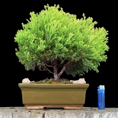 Árbol de la vida 23 años - comprar online