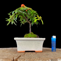 Crataegus flor y fruro 11 años - comprar online